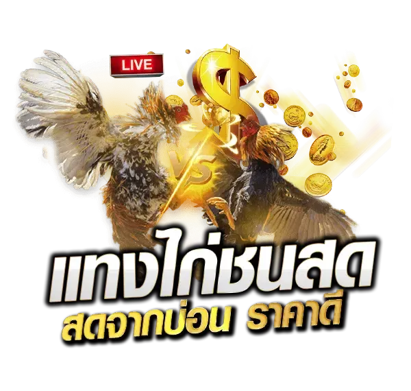 แทงไก่ชน
